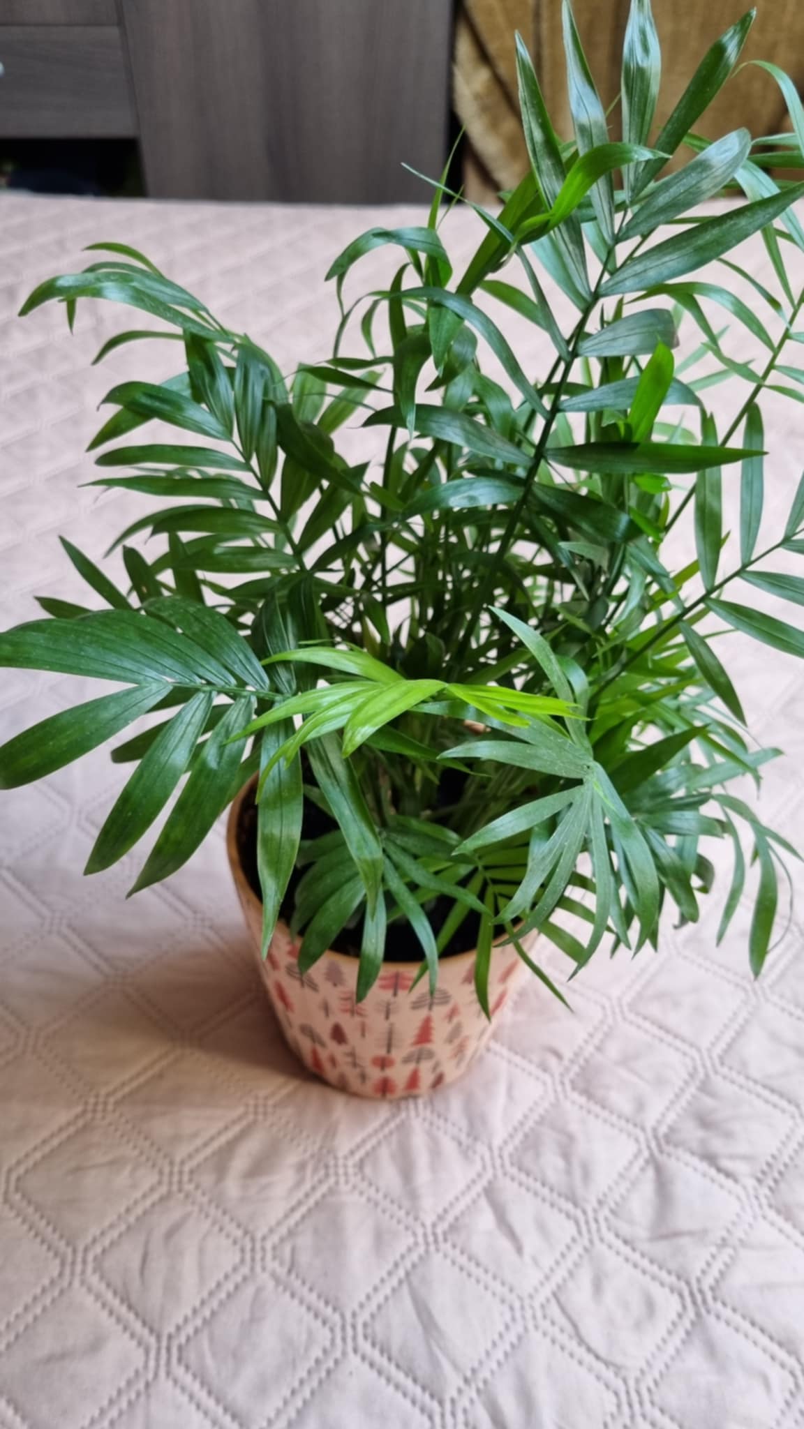 Parlor Palm